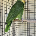 Double Yellow Headed Amazon