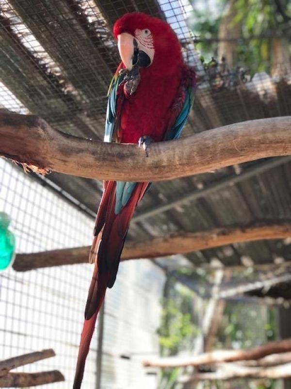 Greenwing Pair guaranteed breeding pair;