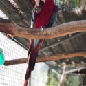Greenwing Pair guaranteed breeding pair;