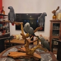 This stunning pair of African Grey parrots i