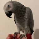 A wonderful bonded pair of African Grey parrots