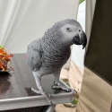 An exceptional pair of African Grey parrots