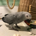 Healthy pair of African Grey parrots