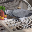 Bonded African Grey pair