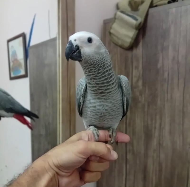 Healthy African Grey parrots