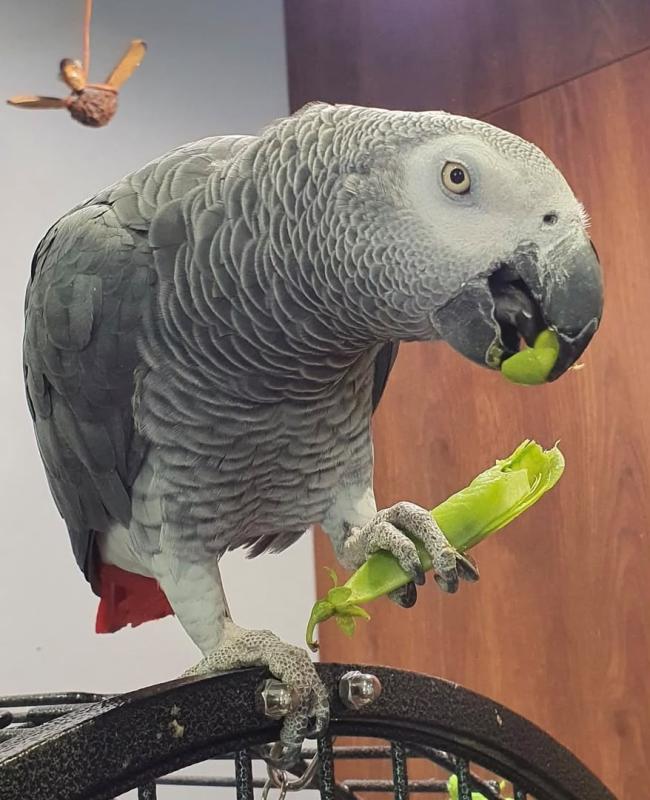 Well-adjusted African Grey pair