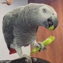 Well-adjusted African Grey pair