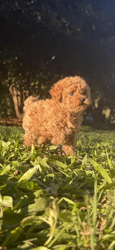 Toy Cavoodle male puppies ready this Friday dna clear