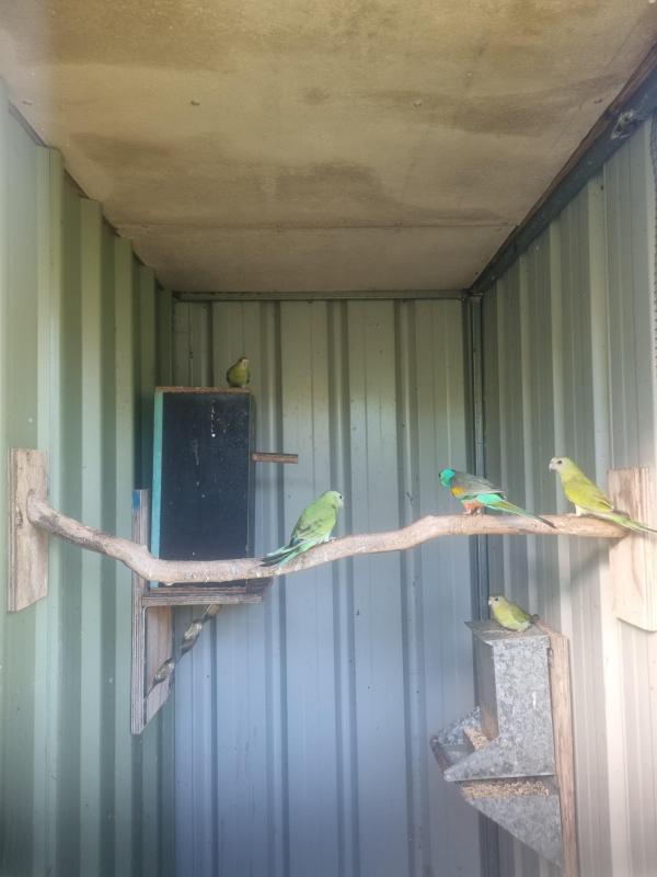 Golden Shouldered Parrots for sale