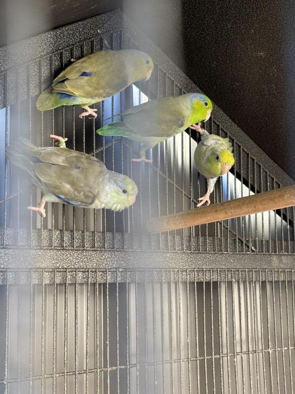 Male Parrotlets