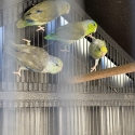 Male Parrotlets