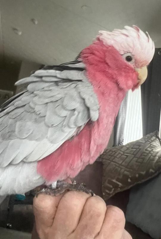 Male Galah