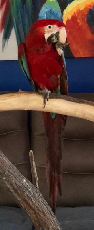 Hand raised male green wing