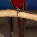 Hand raised male green wing