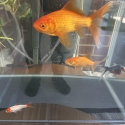 Goldfish Common Comets
