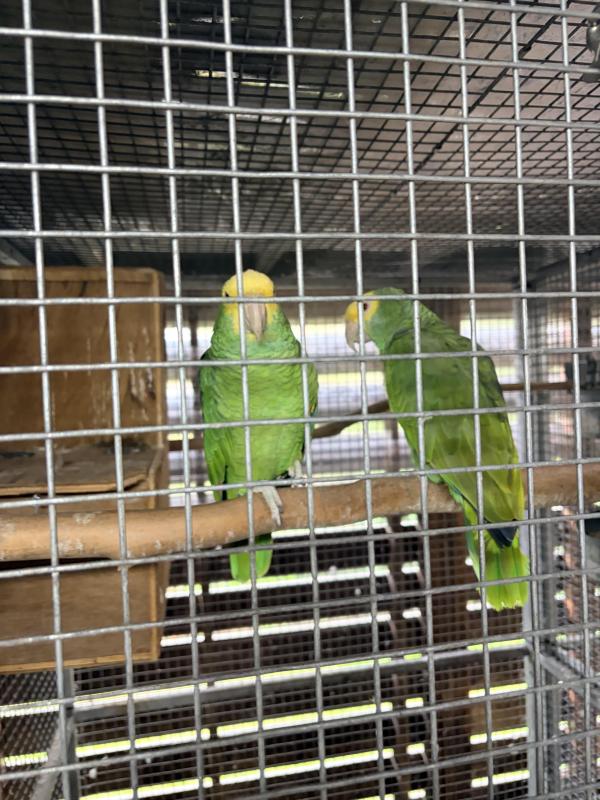 Amazons