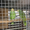 Amazons