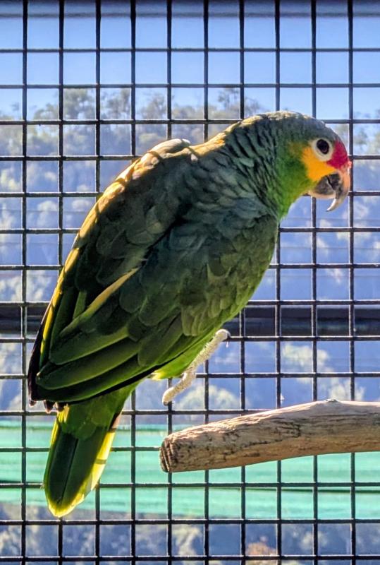 RED LORED Amazon 6 year old  cock