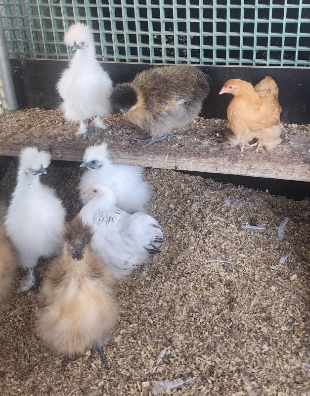 Purebred Silkie Hatching Eggs  Mixed Colours!