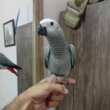 Healthy African Grey Available