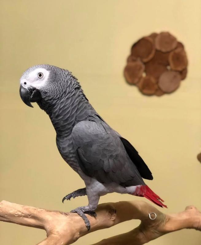 Well-Socialized African Grey Parrot