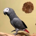 Well-Socialized African Grey Parrot