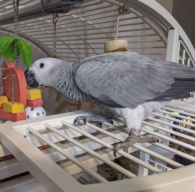 Friendly African Grey Available Now