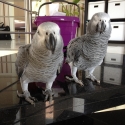 Well-Cared-For Pair of  African Grey