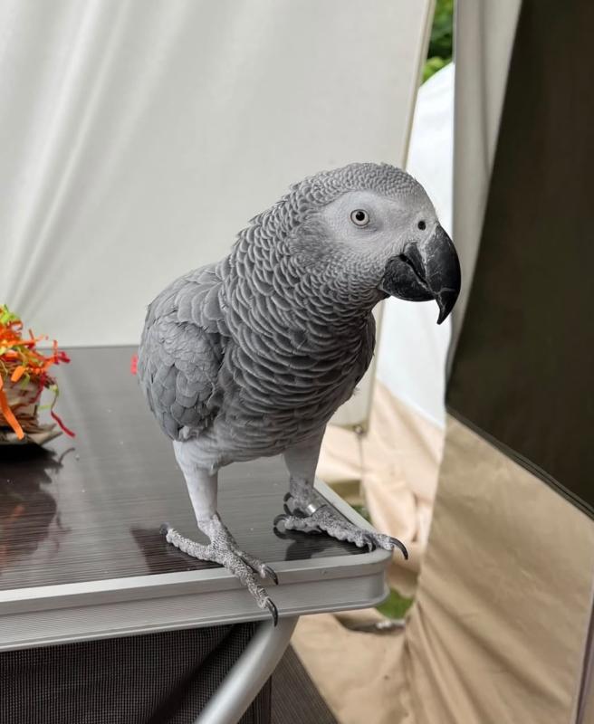 African Grey Companion Available