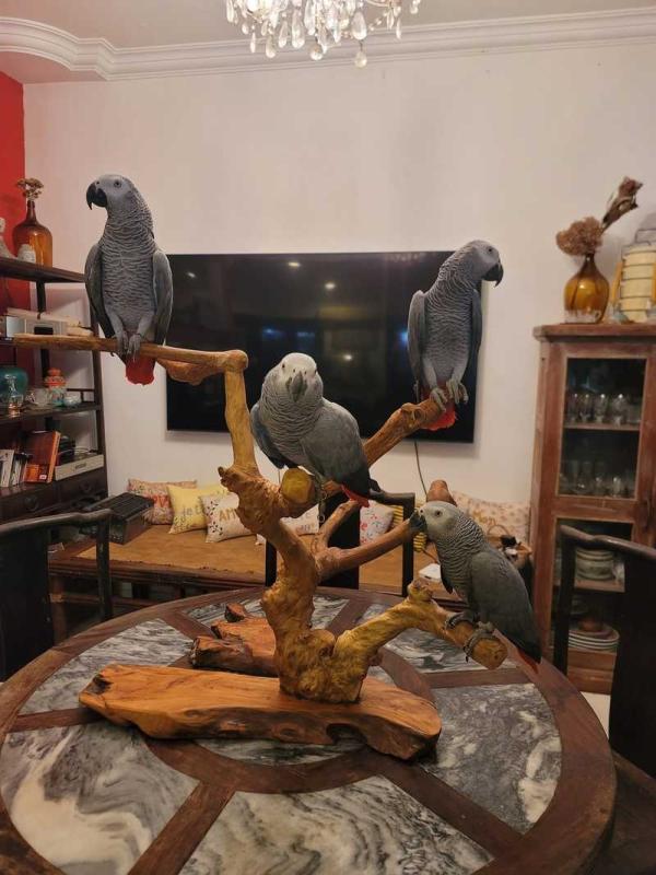 Healthy Pet African Grey