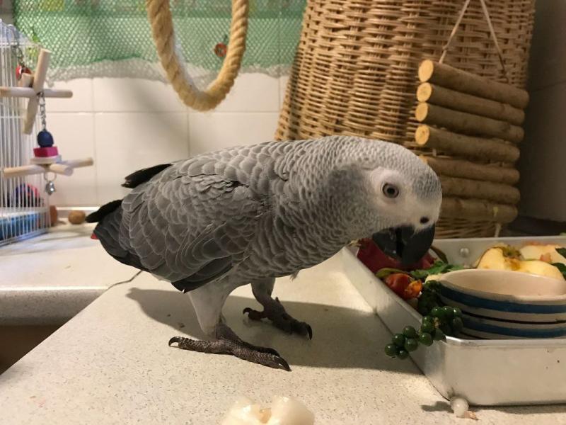 Healthy Pair of African Grey Parrots