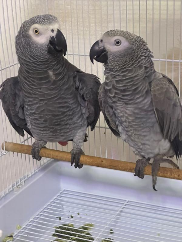 Quality Pair of African Grey Parrots