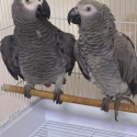 African Grey Pair Available to a Good Home