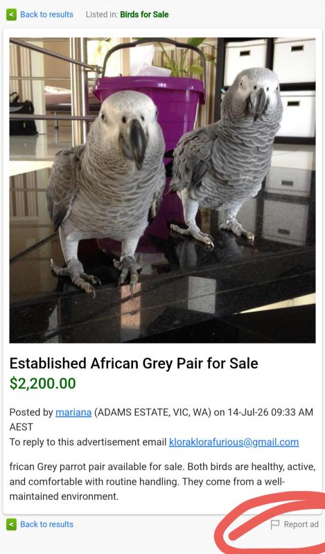How to actually report an add, instead of complaing.