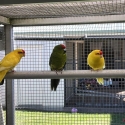 Young Kakarikis