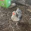 Silver Lace Wyandotte Fertile Eggs 1 Dozen