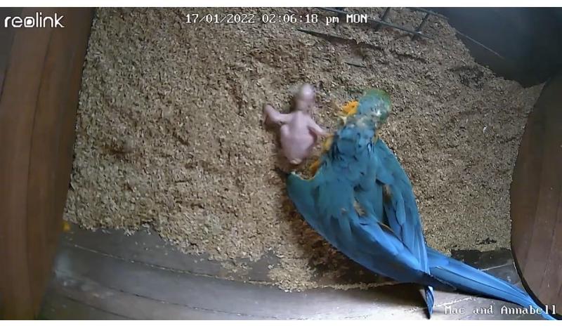 Breading pair of Blue gold macaws