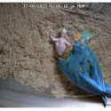 Breading pair of Blue gold macaws