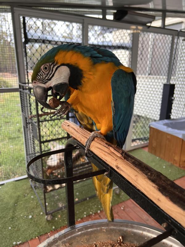 Blue gold macaw singles for sale, older birds