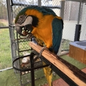 Blue gold macaw singles for sale, older birds
