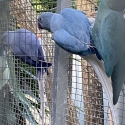 Ringnecks