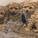 Toy Cavoodle puppies ready this week