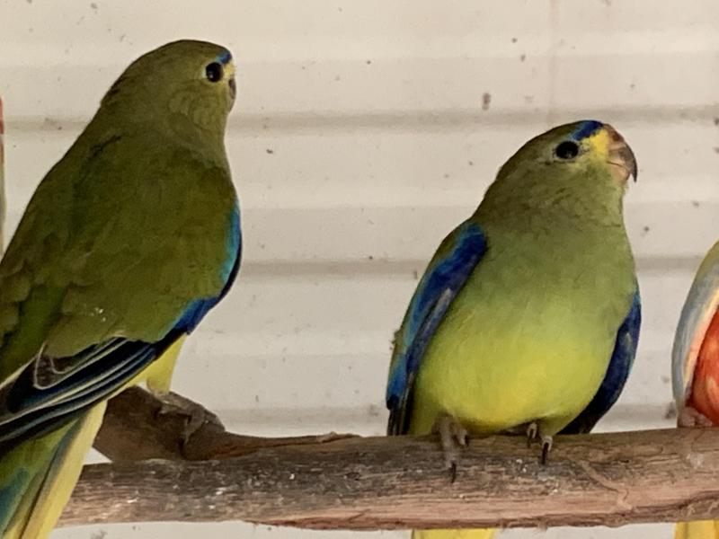 WANTED BLUE WING