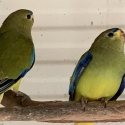 WANTED BLUE WING