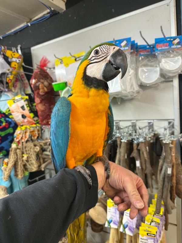 Handraised blue and gold macaw female