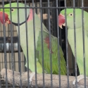 Alexandrine pair