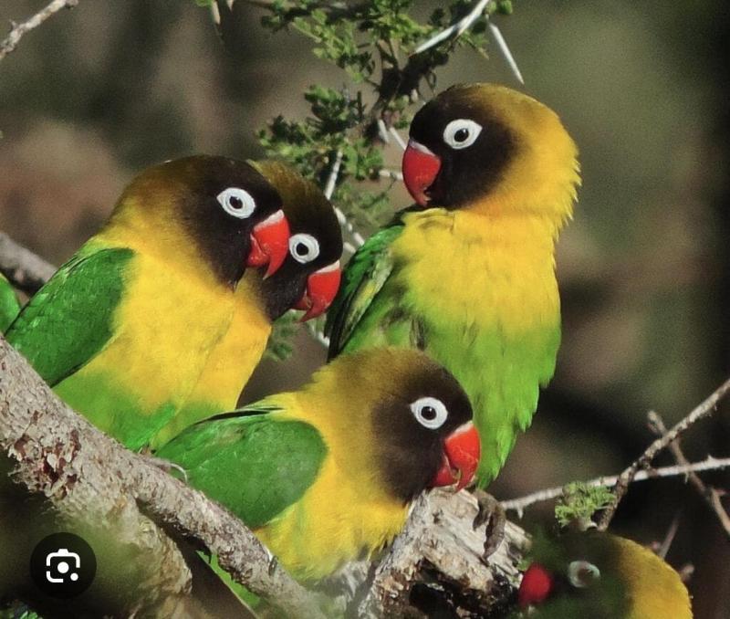 MASK LOVEBIRDS