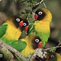 MASK LOVEBIRDS