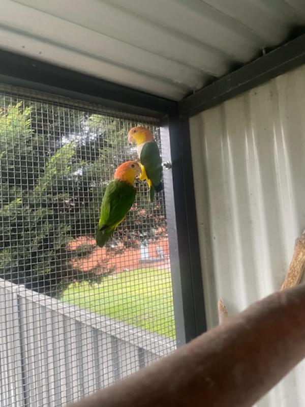 white bellied caiques