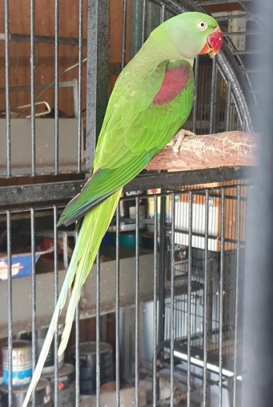 Alexandrine parrot